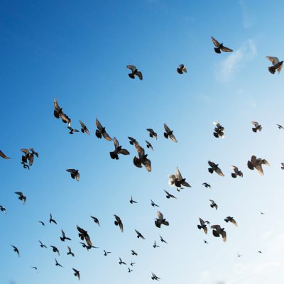 rowan-heuvel-e-S-1Pe2EmrE-unsplash
